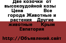 Две козочки  от высокоудойной козы › Цена ­ 20 000 - Все города Животные и растения » Другие животные   . Крым,Евпатория